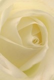 Step into the delicate core of this cream-hued rose, each petal unfolding in a soft spiral that invites quiet contemplation-a scene reminiscent of peaceful mornings in South Ruislip when the neighbourhood stirs awake. The petals appear almost weightless, tinted with pale ivory and kissed by gentle light, creating a sense of serene illumination. Between the folds, gentle shadows accentuate the bloom's depth while preserving an aura of calm-a reassurance that lingers, much like the comforting routine of familiar High Street cafés. For a florist in South Ruislip, this rose embodies reverence and hope-perfect for commemorating milestones, offering sympathy, or welcoming new chapters. The understated sweetness of its imagined fragrance adds another layer of warmth, echoing the soft laughter of local gatherings. More than just a visual focal point, this flower reflects the dedication and artistry that define the community and elevate each bouquet crafted in South Ruislip.